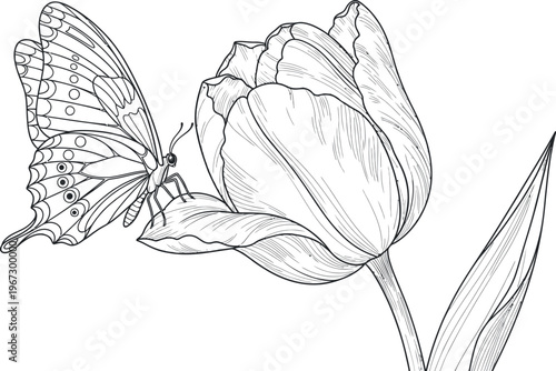 An elegant butterfly with detailed wings delicately perches on the soft petal of a beautiful tulip in this charming black and white line art drawing ready for coloring.