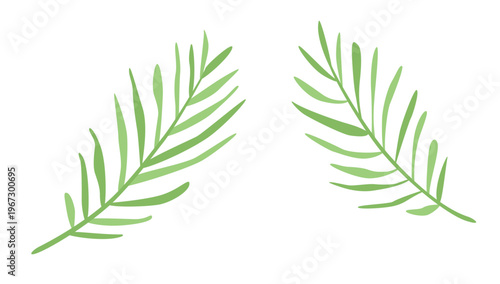 Vector illustration of palm leaves. Hand drawn botanical elements isolated on white background, for summer designs.