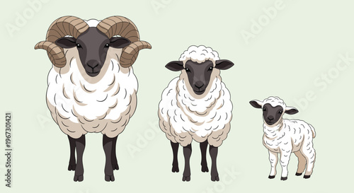 Three domestic sheep including a ram with curved horns and a small lamb stand in a row against a light green background.