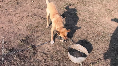 A dog is tied to a chain and is sniffing near a metal bowl placed on the ground. The sun is shining, and the area is dusty. The dog seems focused on the bowl.