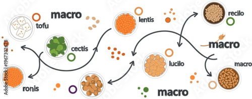 Macro nutrition flow infographic vector with tofu, lentils, legumes and grains, plant based diet process diagram and healthy food composition illustration