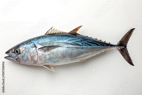 fish on white background