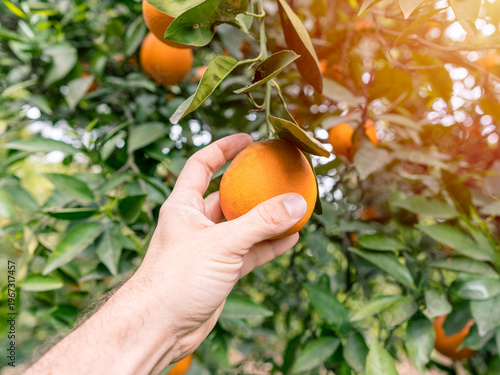 Hand picking a ripe orange from a tree in a sunny citrus orchard