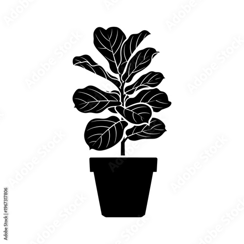 Silhouette of a Fiddle Leaf Fig Plant in a Square Pot Isolated on White.