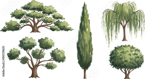 Watercolor botanical tree collection with 5 vector elements, realistic garden oak and cypress illustrations, weeping willow and park greenery set for landscape design