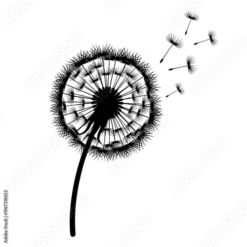 Silhouette of a dandelion with seeds blowing in the wind black and white image.