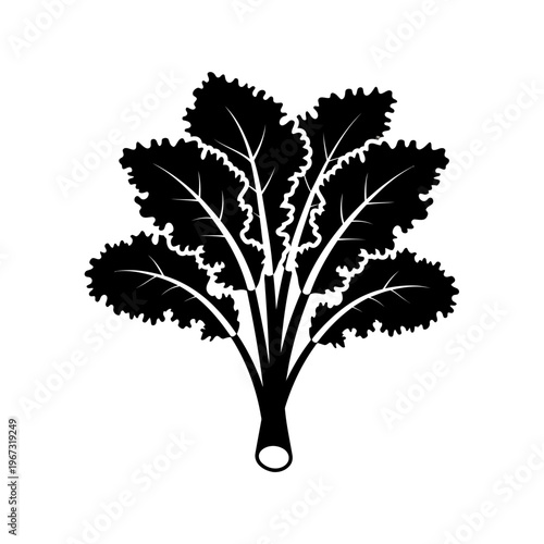 Black and white illustration of a leafy green vegetable kale isolated on white.