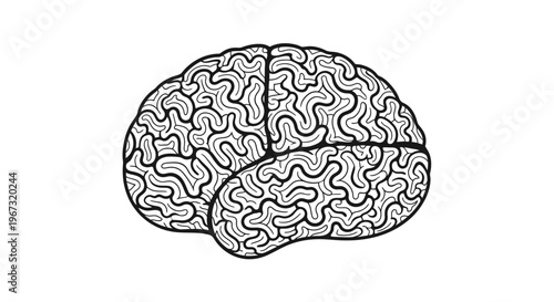 Human Brain Anatomy Illustration.