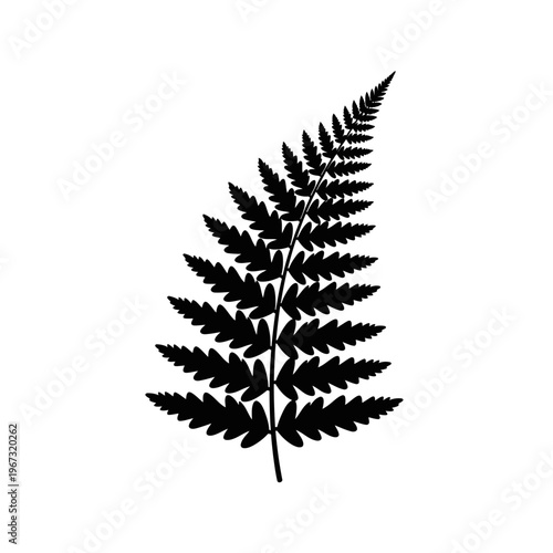 Elegant fern frond silhouette against a clean white backdrop botanical beauty.
