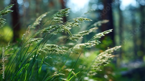 Gentle breeze blows through sunlit meadow grass with forest blurred background.