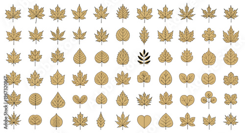 Large collection of many different leaf sketches in a brown tone showing a wide variety of shapes, sizes, and tree species in a grid.