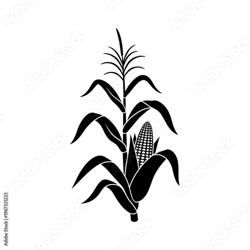 Detailed black and white illustration of a corn plant with leaves and corn.