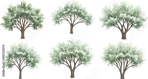 Mediterranean olive tree collection, set of 6 realistic olive trees with silver green foliage, organic botanical vector elements for landscape design