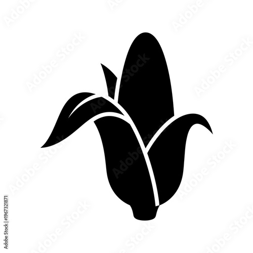 Fresh corn on the cob with green leaves a healthy food source.