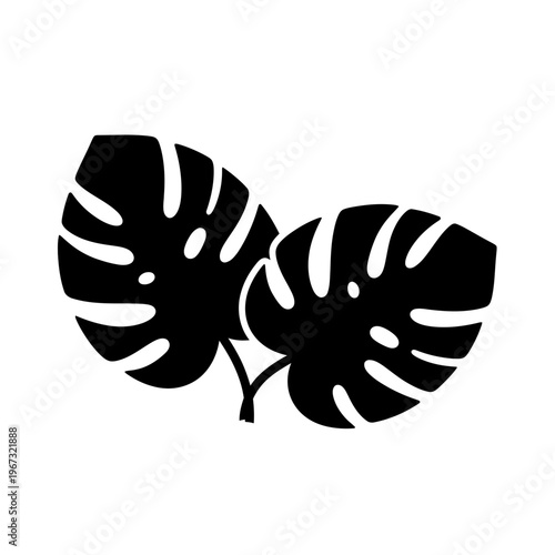 Two Monstera Deliciosa leaves a tropical plant with unique fenestrations black silhouette.