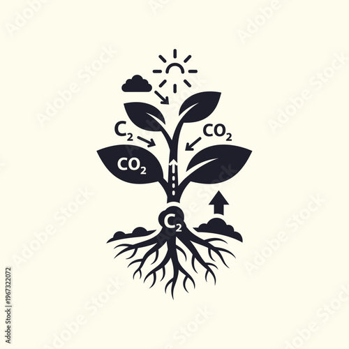Photosynthesis process in plant with sun carbon dioxide and roots.