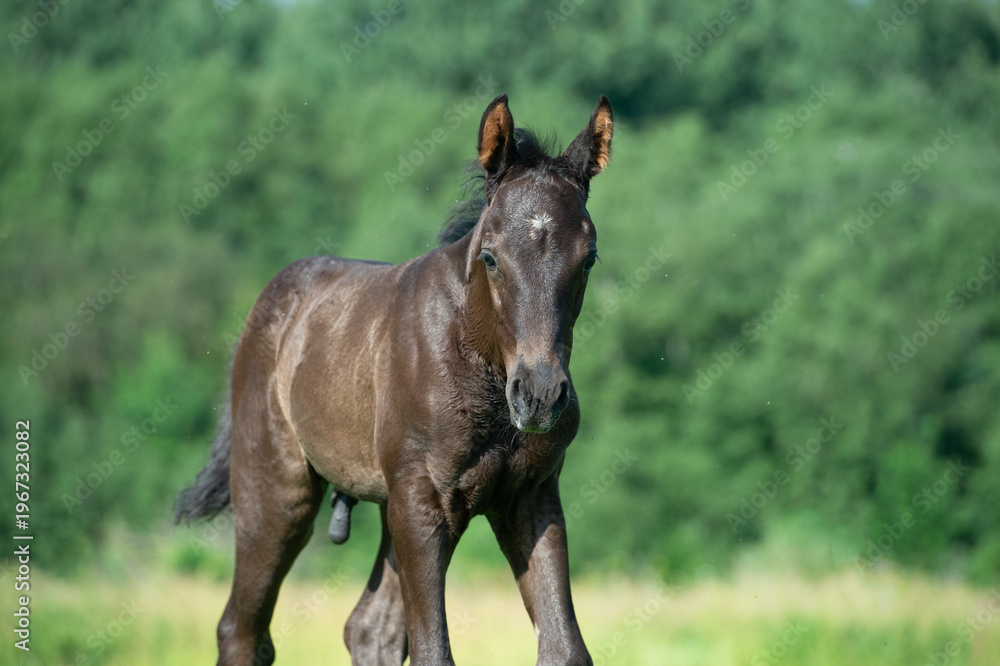 Naklejka premium portrait of black beautiful foal of sportive breed walking in green meadow at freedom. sunny day