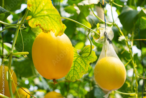 Two yellow fruits hanging from a vine