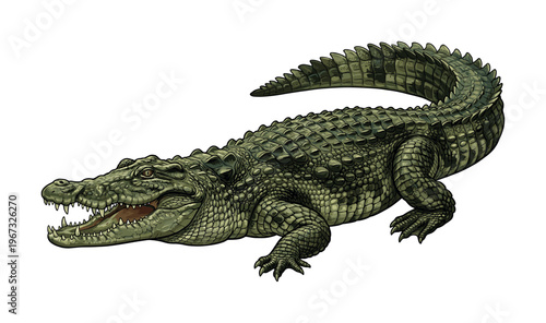 A detailed vector illustration of a green crocodile. The fierce reptile has its mouth open, showing sharp teeth. Perfect for mascots, wildlife designs, or educational themes.