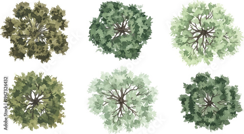 Architectural tree plan symbols, set of 6 top view landscape trees for site maps, green foliage plant icons for garden design and urban master planning