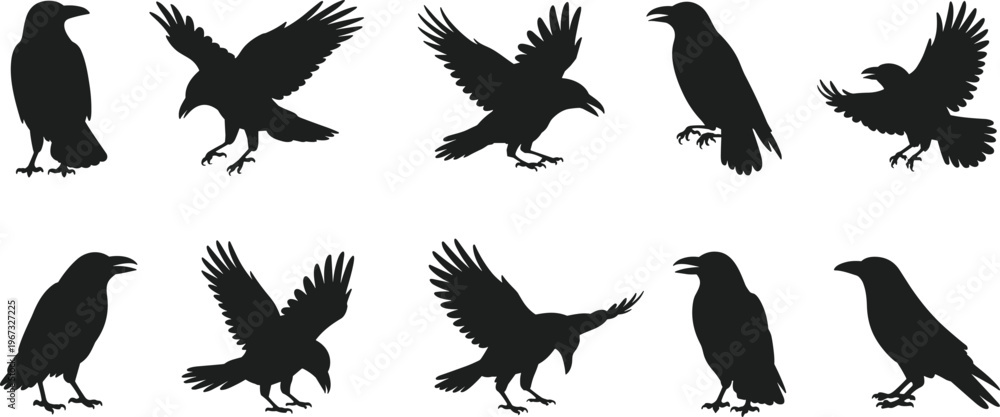 Obraz premium Crow raven silhouette vector set with flying and standing poses, black bird collection illustration