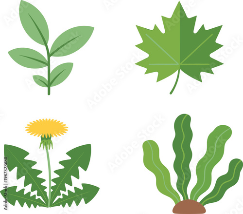 Green leafy vegetables and herbs isolated on white background spinach