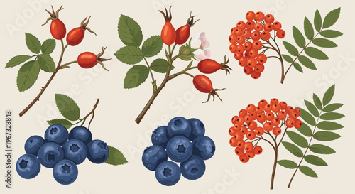 Botanical illustration set of various wild berries including red rowan, orange rosehips, and blue blueberries with their green leaves.