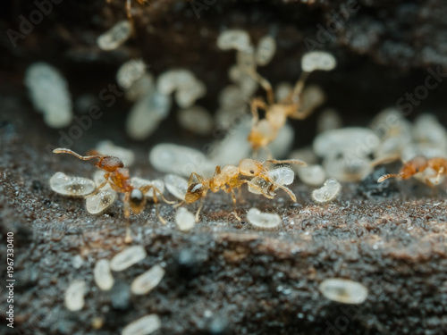 Temnothorax ants colony carrying larvae on the ground