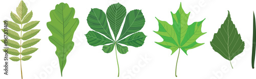 Botany for kids: isolated leaf types collection for biology lessons including Rowan, Oak, Horse Chestnut, Maple, Birch and Spruce