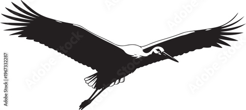 Black and white bird flying with spread wings flying bird