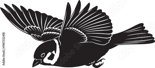 Black and white bird in flight with spread wings flying