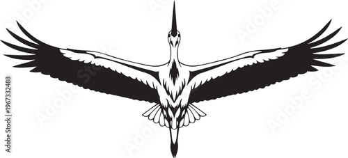 Black and white bird in flight with spread wings flying bird