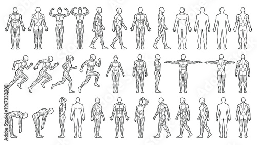 Anatomy human body muscle system and poses silhouette set.