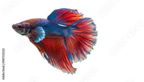 Vibrant Betta: A close-up shot of a radiant Siamese fighting fish, its mesmerizing fins unfurled to reveal a kaleidoscope of vivid colors. The graceful aquatic creature.