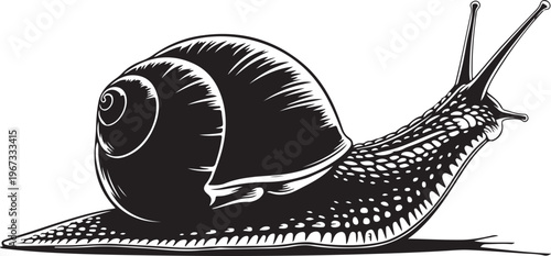 Black and white of a snail animal mollusk shell