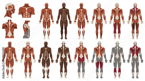 Human anatomy muscular system color representation front and back.