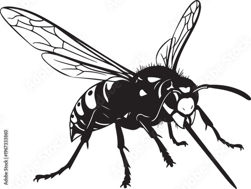 Black and white of a wasp insect animal
