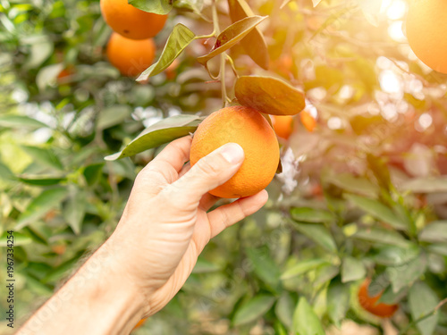 Hand picking a ripe orange from a tree in a sunny citrus orchard