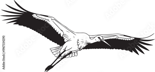 Black and white pelican flying with outstretched wings