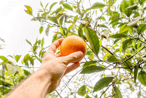 Hand picking a ripe orange from a tree in a sunny citrus orchard