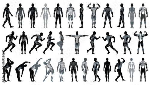 Human anatomy muscle figures and poses silhouette collection.