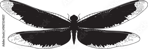 Black butterfly with white wing tips wings insect