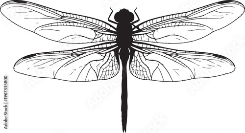 Black dragonfly with transparent wings insect