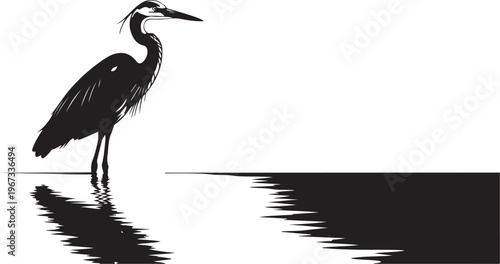 Black heron standing in water with reflection bird