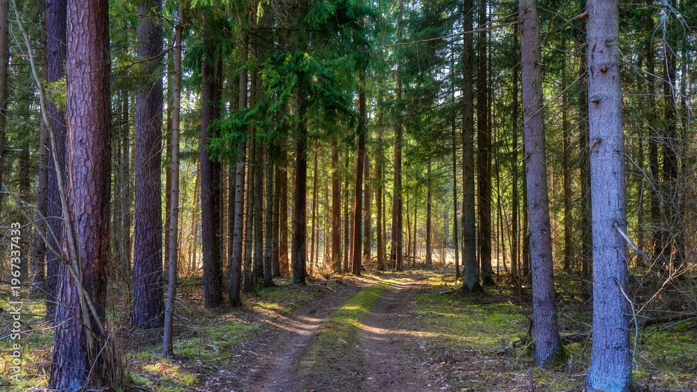 Fototapeta premium Zbiornik wodny Wyżary, Puszcza Knyszyńska, Podlasie, Polska