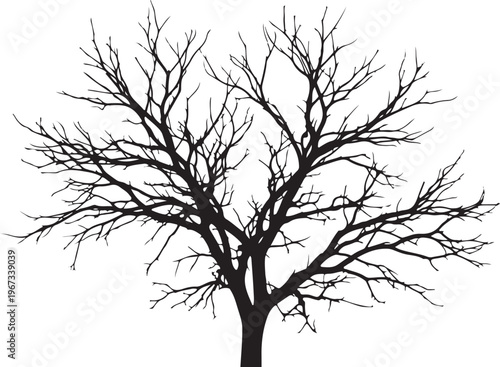 Black silhouette of a bare tree branches white background