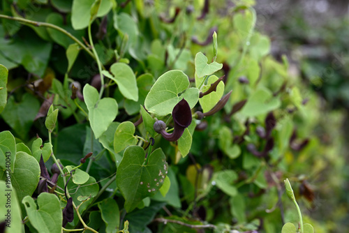 Andalusian Dutchmans Pipe or Pipe vine. Typical andalusian plant. Aristolochia baetica. Poisonous but beautiful. Conil de la Frontera, Andalusia, Spain, Europe.