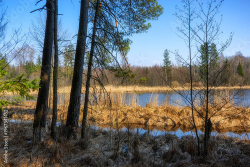 Zbiornik wodny Wyżary, Puszcza Knyszyńska, Podlasie, Polska
