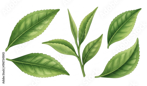 Watercolor Green Tea Leaves Set Natural Botanical Vector Illustration