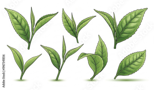 Watercolor Green Tea Leaves Set Natural Botanical Vector Illustration